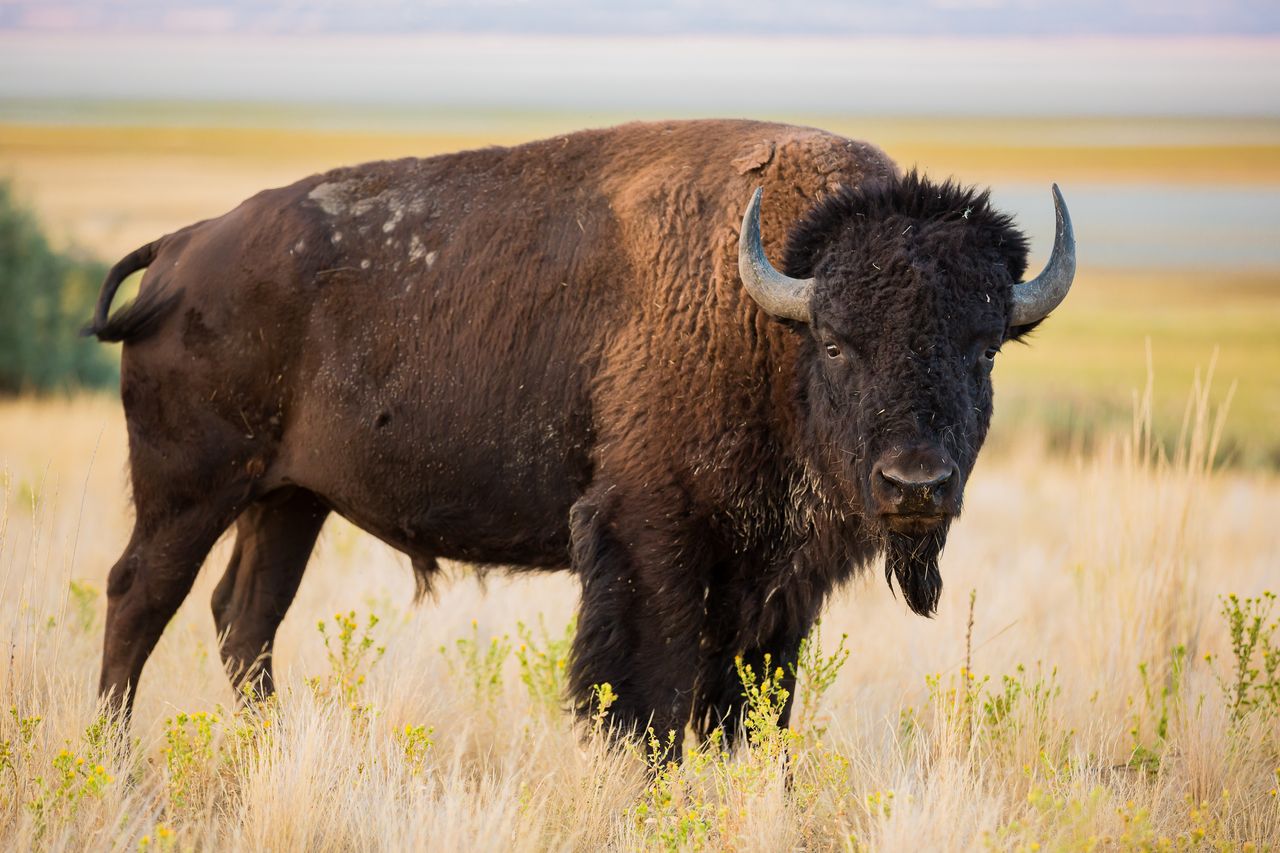American Bison American Bison